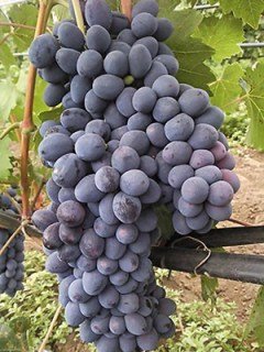 Виноград Забава