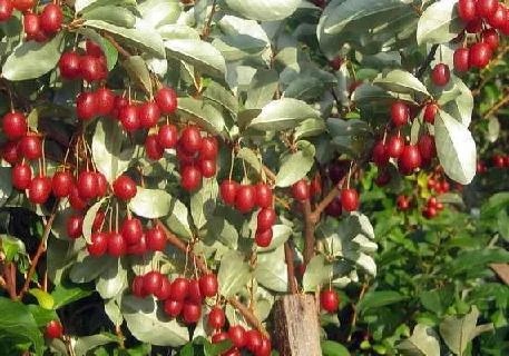 504780845_w640_h640_gummi-loh-mnogotsvetkovyj