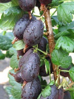 Агрус Чорномор [1-річний з відкритим коренем]