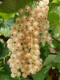 505830249_w640_h640_505830249