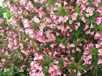 Вейгела Флоріда (Florida)