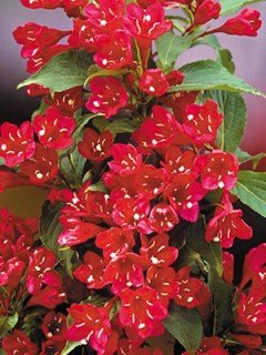 Вейгела Ред Принс (Red Prince)