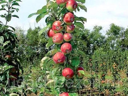 511730335_w440_h440_yablonya-ostankino-kolonovidnaya