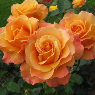 Троянда Міракл