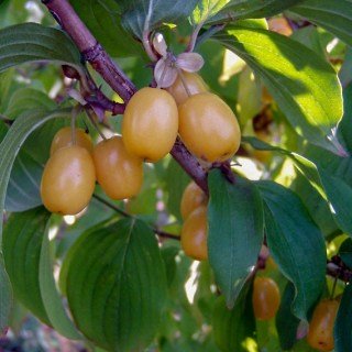 Кизил Бурштиновий [5-річний в контейнері] 