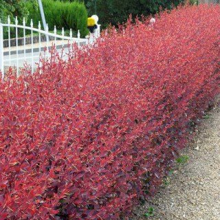 Барбарис оттавский Аурикома