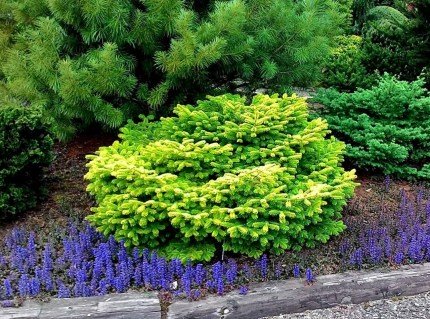 5234389433912595451_n__33749