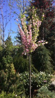 Мигдаль трилопатевий Луізіанія на штамбі