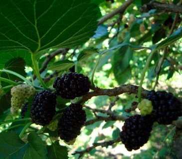 Шовковиця Стамбульська Великоплідна [1м, черенкована, росте невисокою, відкритий корінь]