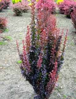 54c3c2bebef25c4c824770cece4dd5081