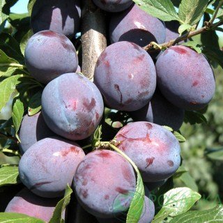 Слива Сільвія [2-річна з відкритим коренем]