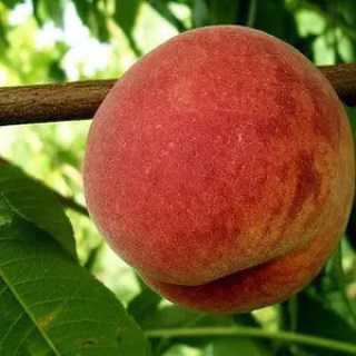 Персик Олл Стар (All Star) [1-річний з відкритим коренем]