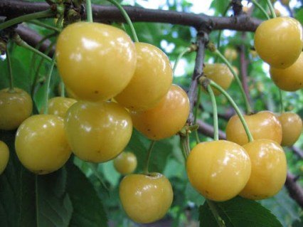 Черешня Драгана жовта [2-річна з відкритим коренем]