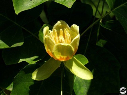 561414bea4180tz_portfolio_1444156606_XL