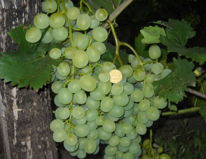 Виноград Пісня (Біле диво)