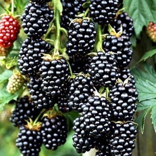 Ожина Торнфри (Thornfree)