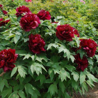 Піон деревовидний Bai Yuan Hong Xia (сіянець)