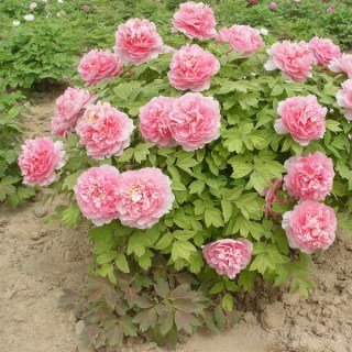 Піон деревовидний Gui Fei Cha Cui (сіянець)