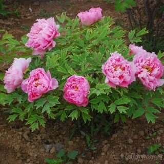 Піон деревовидний Yin Hong Qiao Dui (сіянець)