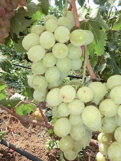 Виноград Смарагд