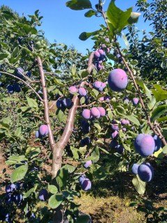 Слива Чачакская Найболія [2-річна з відкритим коренем]