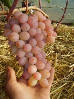 Виноград Гурман райдужний