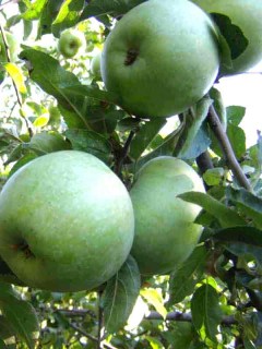 Яблуня Ранет Кубанський [1-річна з відкритим коренем]