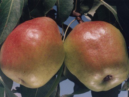 Груша Смарагдова (Изумрудная) [2-річна з відкритим коренем]