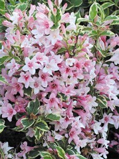 Вейгела Нана Варіегата (Nana Variegata)