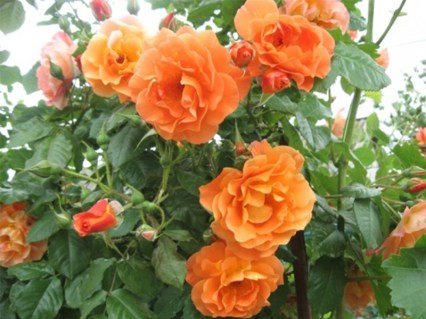 Троянда на штамбі Вестерленд (Westerland)