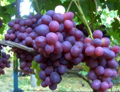 Виноград Подарунок Несветая