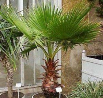 Пальма Вашингтонія