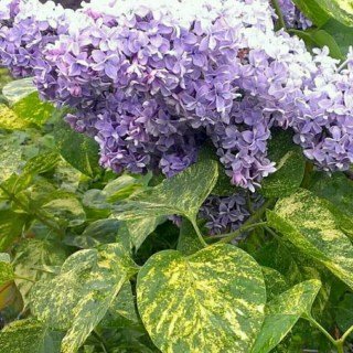 5cd84c8caaab283c8803cf07