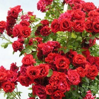 Троянда плетиста Сімпаті (Sympathie)