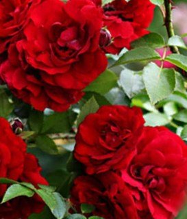 5f65cba6af222ca089b42b177ad0bb92