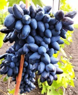 Виноград Чорний Кіготь
