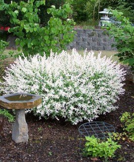 Верба цельнолистова  Хакуро Нішикі