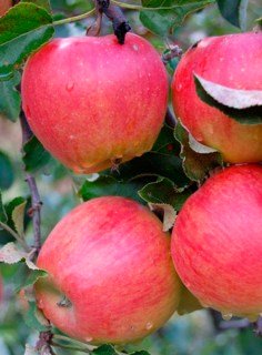 Яблоня Джонагольд Декоста [1-летняя с открытой корневой системой]