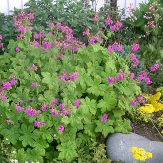 625994305_w440_h440_geran-balkanskaya-krupnokornevischnaya