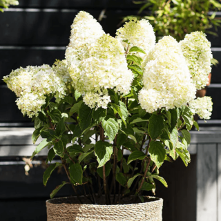 Гортензія волотиста Лівінг Шуга Раш (Living Sugar Rush)