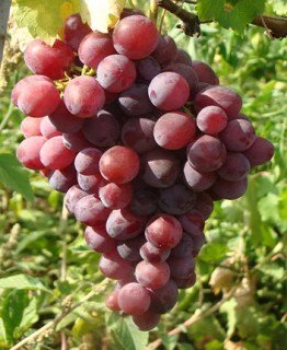 Виноград Нінель (або Низина 2)