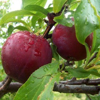 Слива Старкінг Делишес [2-річна з відкритим коренем]