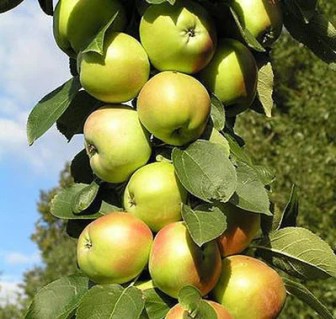 64616295_w640_h640_64616295