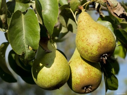 Груша Вітчизняна [2-річна з відкритим коренем]