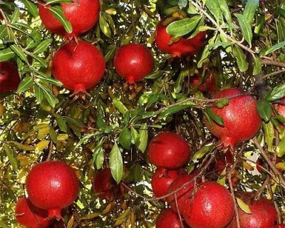 Гранат Гюлоша рожевий [1-річний з відкритим коренем]