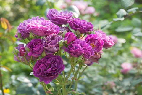 Троянда флорібунда Мінерва (Minerva)