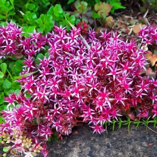 66529-garten-teppich-fettblatt-kb-07-2021-Christian-Roth-1282209-2_origin_img