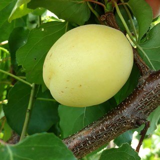 Абрикос Ананасовий [2-річний з відкритим коренем]