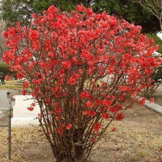 Айва японська Хеномелес [1-річна з відкритим коренем]