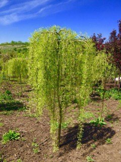 Карагана деревовидна Уолкер (на штамбі)